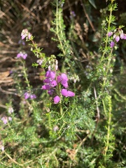 Erica cinerea