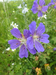 Geranium gymnocaulon