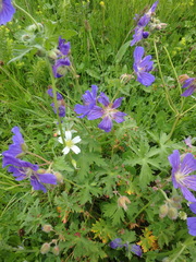 Geranium gymnocaulon