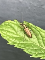 Chrysanthia geniculata