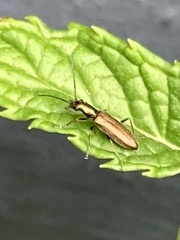 Chrysanthia geniculata