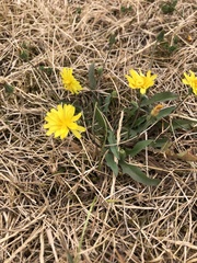 Angiospermae