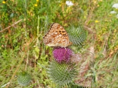 Argynnis adippe