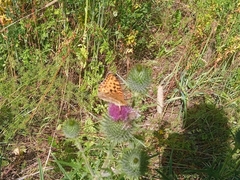 Argynnis adippe