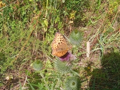 Argynnis adippe
