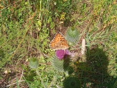 Argynnis adippe