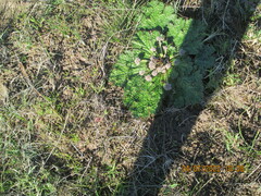 Arctopus echinatus