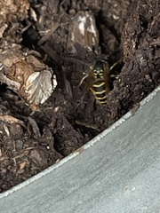 Vespula vulgaris