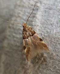 Theisoa constrictella