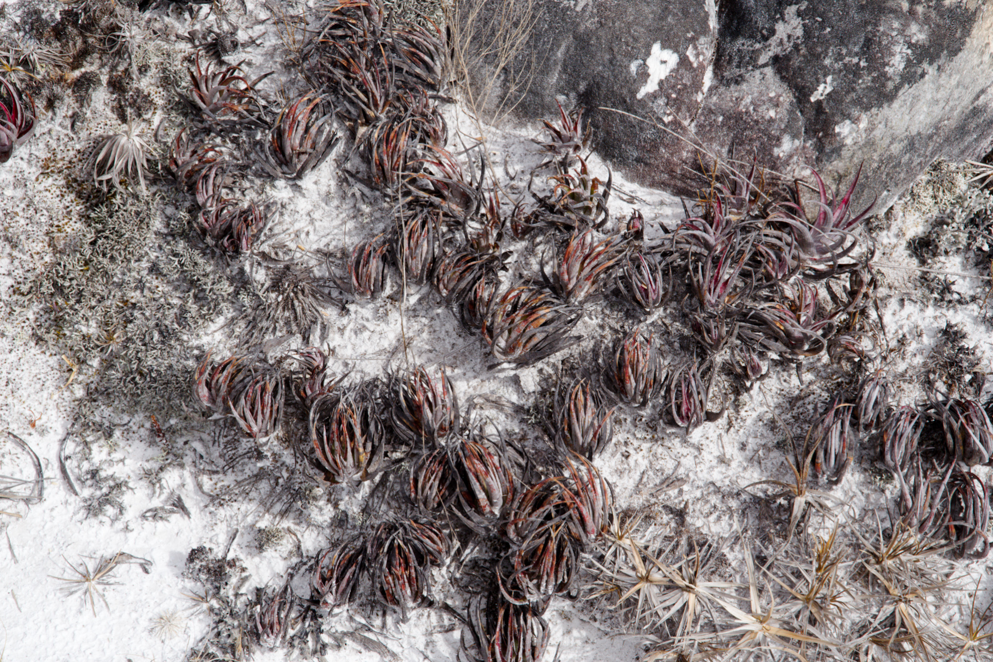 Encholirium scrutor