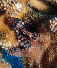 Dendrochirus barberi