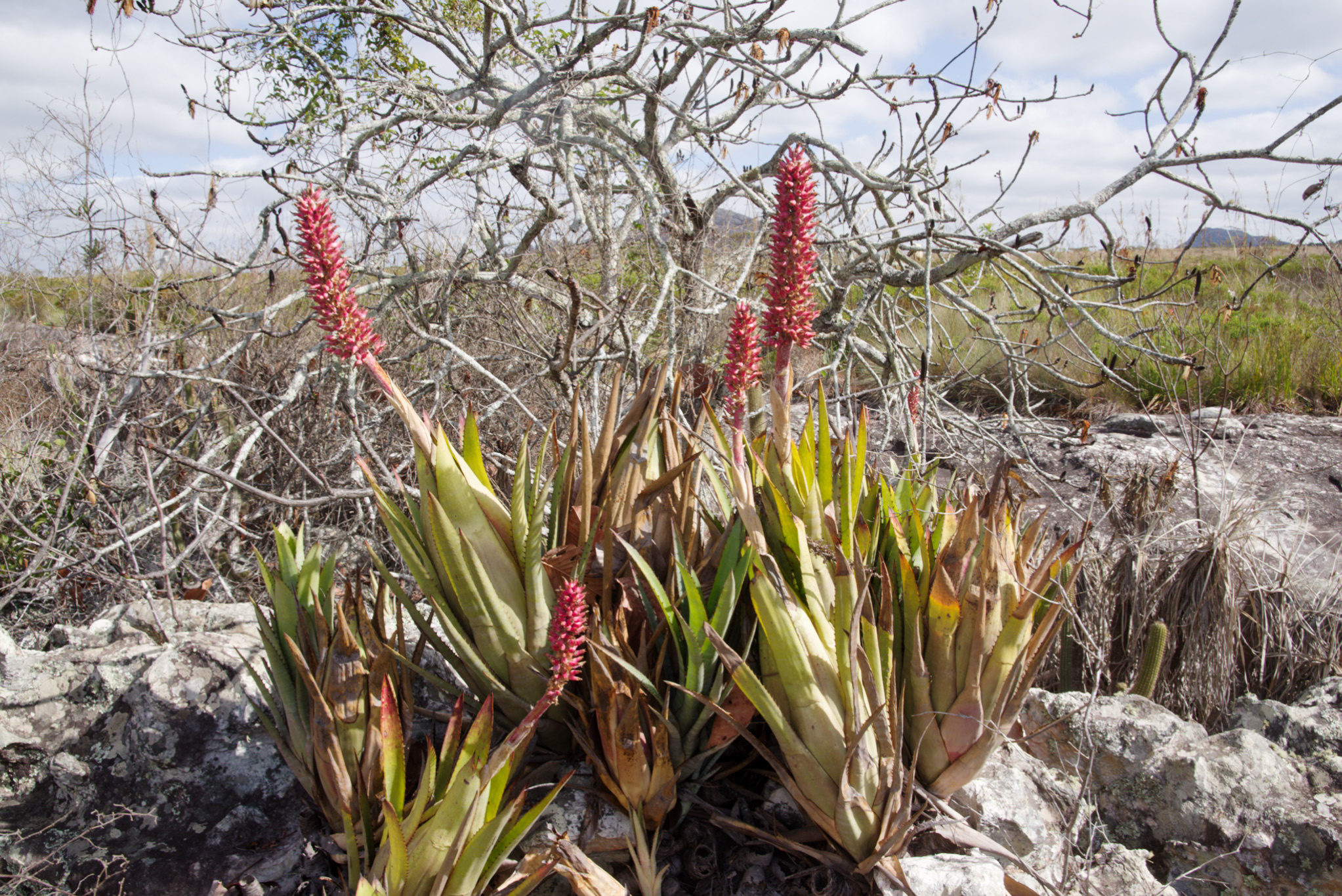Aechmea phanerophlebia