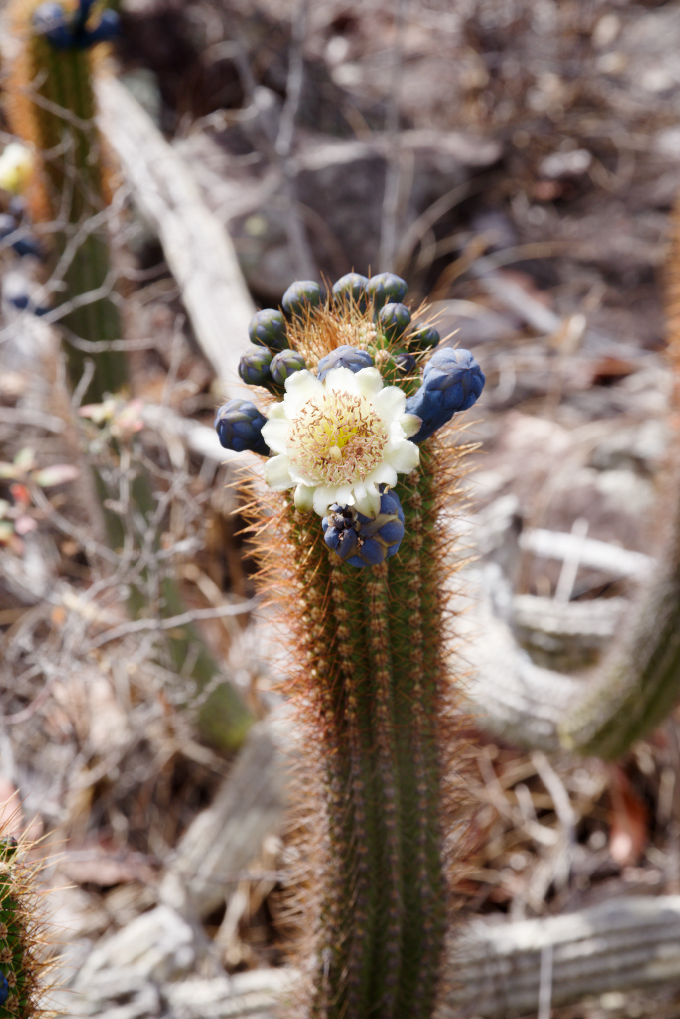 Cipocereus