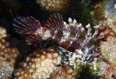 Dendrochirus barberi