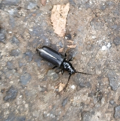 Tetropium castaneum