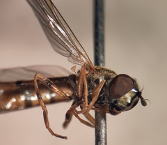 Platycheirus scambus