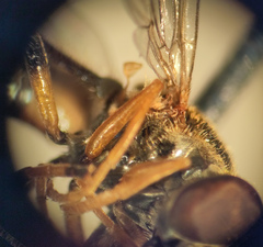 Platycheirus scambus