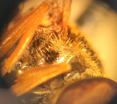 Platycheirus scambus