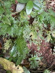 Selaginella longipinna