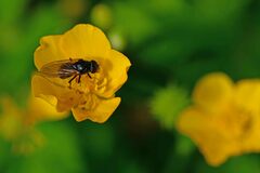 Cheilosia albitarsis