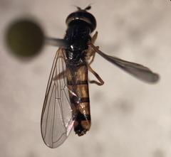 Platycheirus scambus