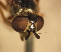 Platycheirus scambus