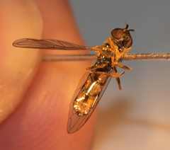 Platycheirus scambus