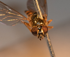 Platycheirus scambus