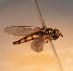 Platycheirus scambus