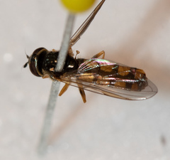 Platycheirus scambus
