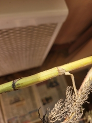 Sphallerocarpus gracilis