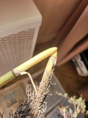 Sphallerocarpus gracilis