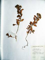 Honckenya peploides major