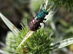 Chrysididae