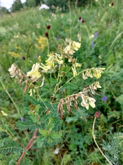 Astragalus mongholicus