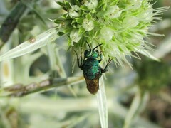 Chrysididae