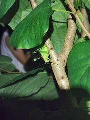 Hexacentrus japonicus