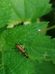Chrysanthia geniculata