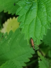 Chrysanthia geniculata