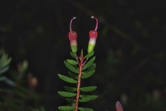 Darwinia