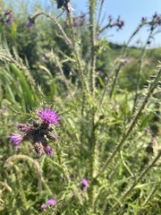 Cirsium palustre