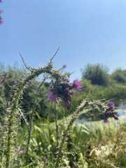 Cirsium palustre