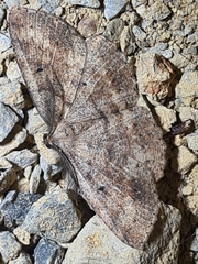 Casbia melanops