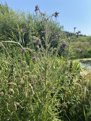 Cirsium palustre