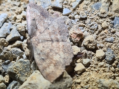 Casbia melanops
