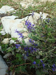 Polygala caucasica