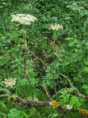 Angelica genuflexa