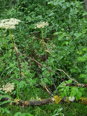 Angelica genuflexa