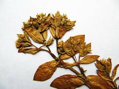 Honckenya peploides major