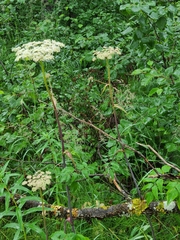 Angelica genuflexa